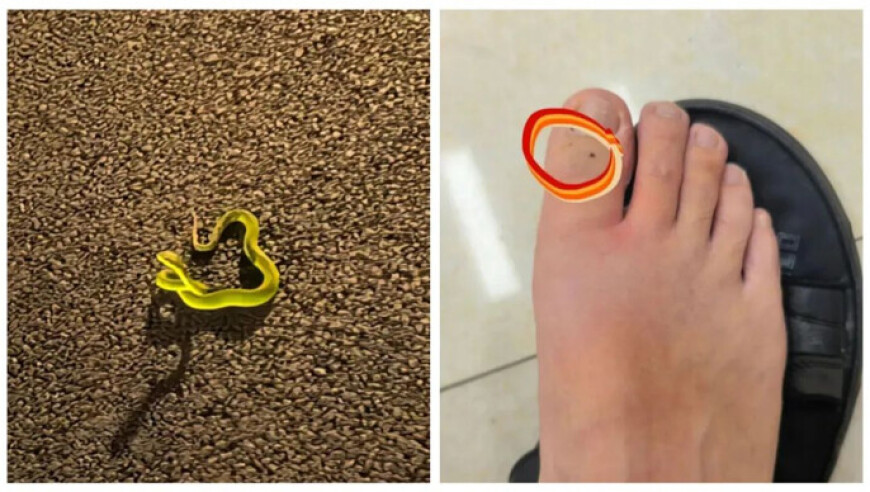 南翔和听泉上街“化缘”做百家锁,香港二四六开奖免费资料大全r,经济性执行方案剖析_体验版V15.90